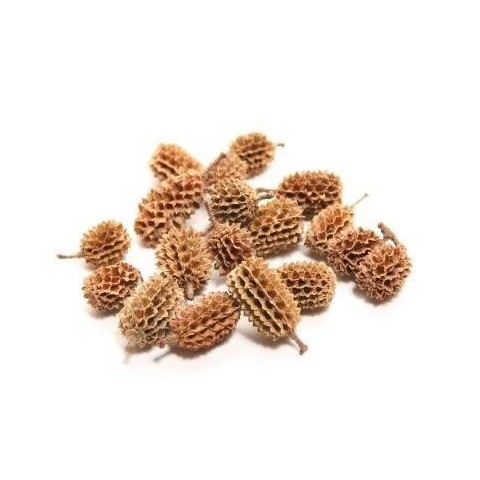 BACCELLI CASURINA GR.750 NATURALE